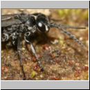 Evagetes sp - Wegwespe 01b 7mm.jpg